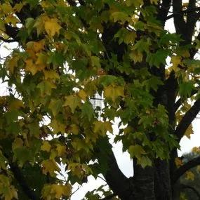 Norway Maple (Acer platanoides) 3